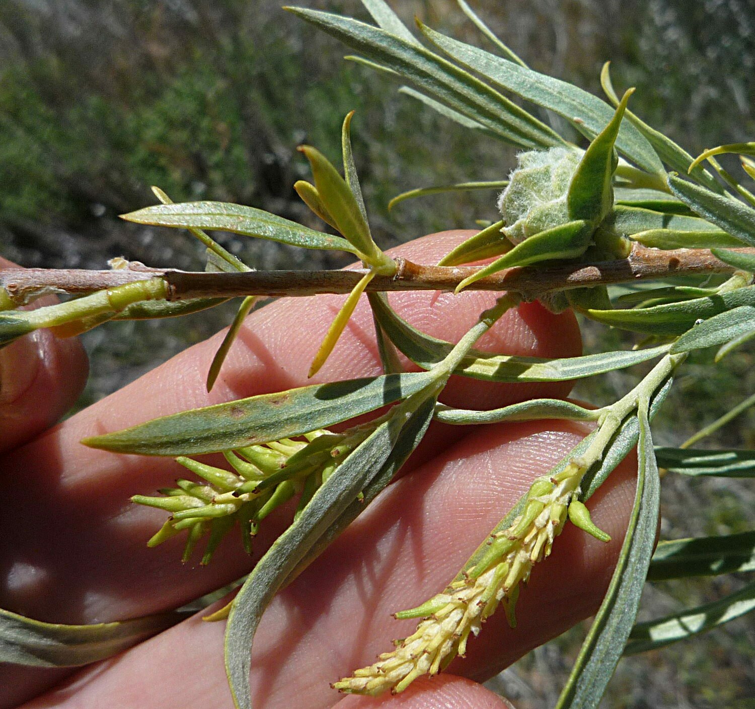 High Resolution Salix exigua Flower